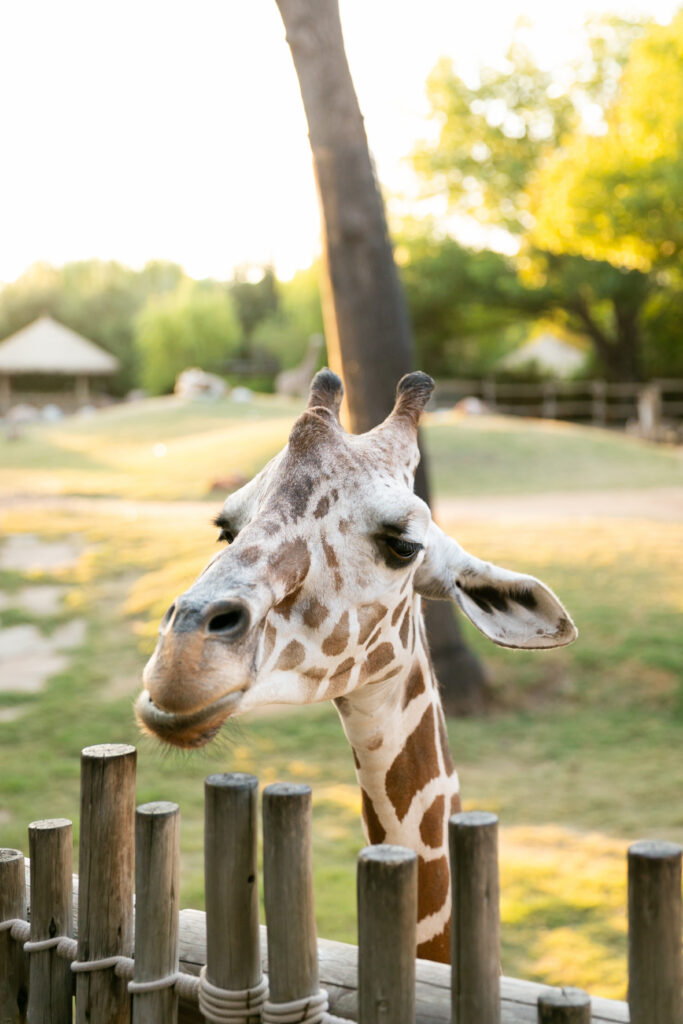 Moments from A Colorful Cultural Celebration at the Fort Worth Zoo, Katie & Huy